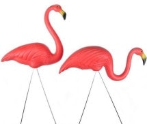 Pink Flamingos