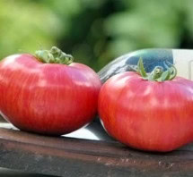 Tomato, Vinson Watts