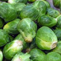 Vegetable Seeds