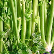 Celery