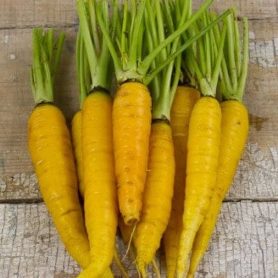 Carrot, Amarillo 1