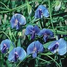 Sweet Pea, Azureus 1