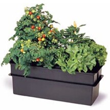 Baby Bloomer Hydroponic System 1