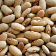 Bean, Arikara Yellow 1