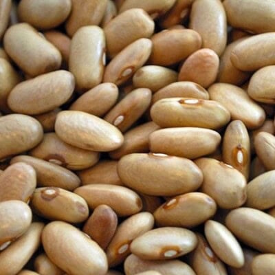 Bean, Arikara Yellow 1