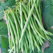 Bean, Calima Bush 1