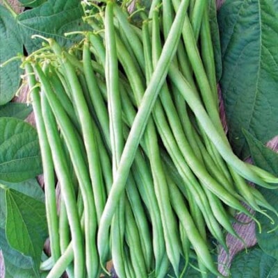 Bean, Calima Bush 1