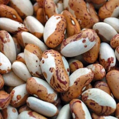 Bean, Snow Cap 1