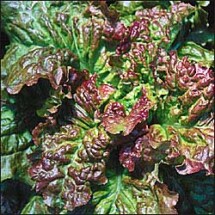 Lettuce, Susan's Red Bibb 1