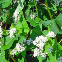 Buckwheat 1