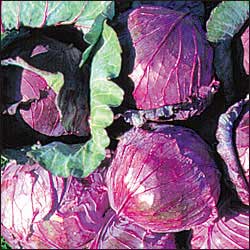 Cabbage, Mammoth Red Rock 1