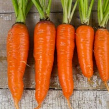 Carrot, Kuroda 1