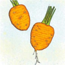 Carrot, Tonda Di Parigi 1