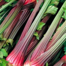 Celery, Giant Red Re-Selection 1