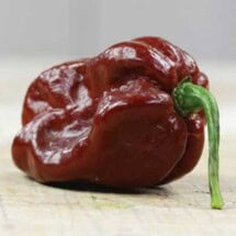 Pepper Chocolate Habanero 1