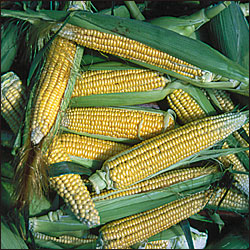 Corn, Golden Bantam Improved (Organic) 1