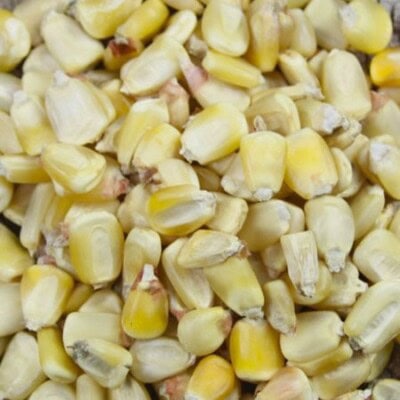 Corn, Bedwell’s Supreme White 1