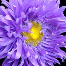 Asters, Crego Mix 1