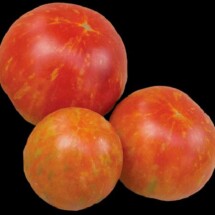 Tomato, Csikos Botermo 1