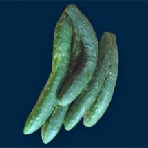 Cucumber, Japanese Long 1