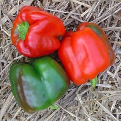 Pepper, Emerald Giant 1