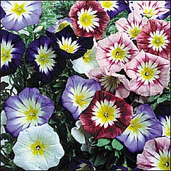 Ensign Mixture (Dwarf Morning Glory) 1