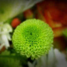 Zinnia, Envy 1