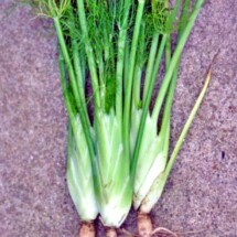 Fennel (Baker Creek) 1