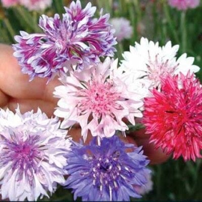 Bachelor's Button, Frosted Queen Mix 1
