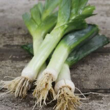 Leek, Autumn Giant 1