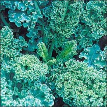 Kale, Dwarf Blue 1
