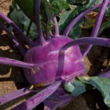 Kohlrabi, Early Purple Vienna 1