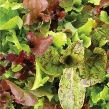 Lettuce, Rocky Top Mix 1