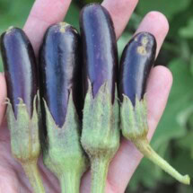 Eggplant, Little Fingers 1