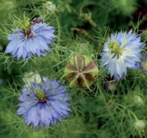 Love-in-a-Mist (Oxford Blue) 1