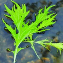 Oriental Greens, Mizuna 1