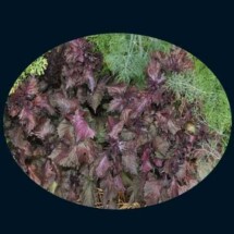 Perilla, Purple (Zi Su aka Shiso) 1