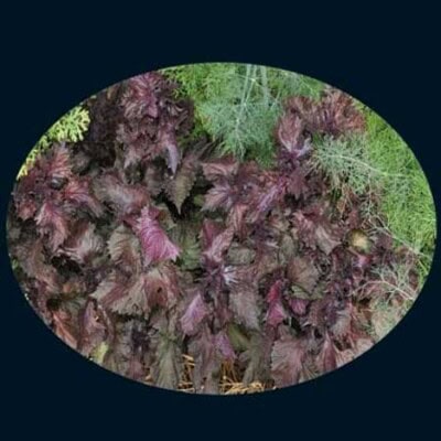 Perilla, Purple (Zi Su aka Shiso) 1
