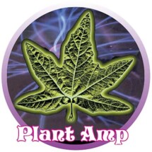 Plant Amp 1