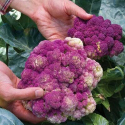 Cauliflower, Purple of Sicily 1