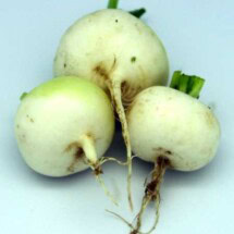 Radish, White Hailstone 1