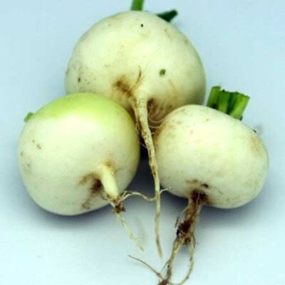 Radish, White Hailstone 1