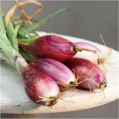 Onion, Red of Florence 1