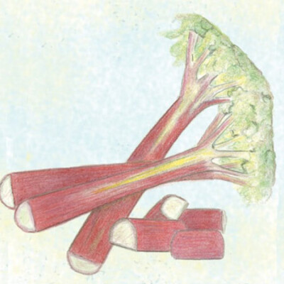 Rhubarb, Glaskins Perpetual 1
