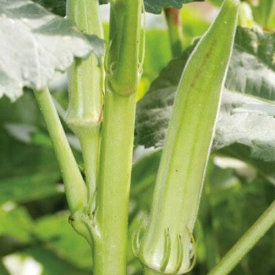 Okra, Roberie 1