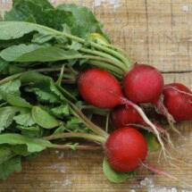 Radish, Scarlet Globe (Baker Creek) 1