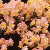 Snapdragon, Apple Blossom 1