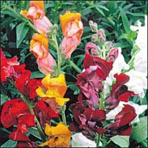 Snapdragon, Mixture 1