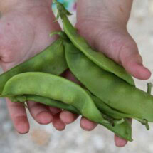Snow Pea, Oregon Sugar Pod II 1
