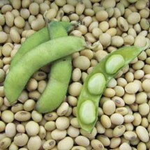 Soybean, Fiskeby (Organic) 1
